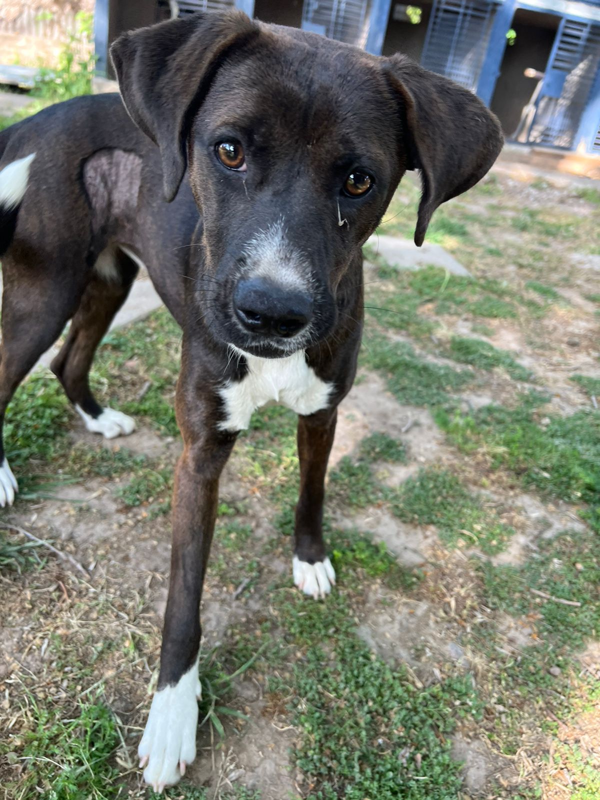 Mascota en adopción