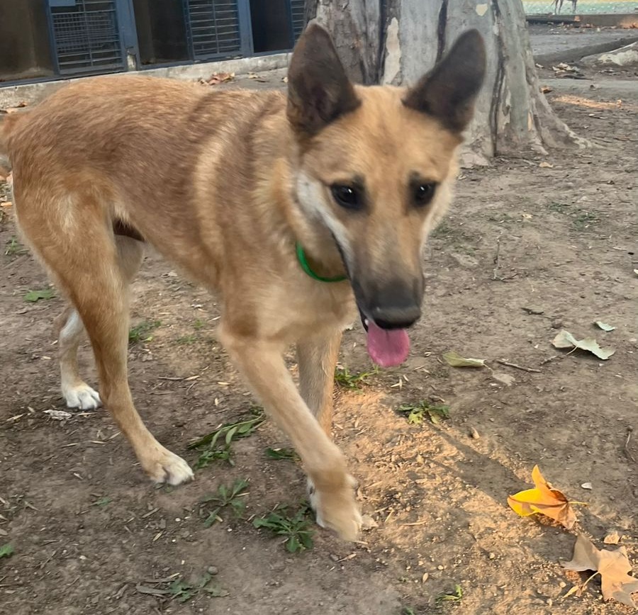 Mascota en adopción